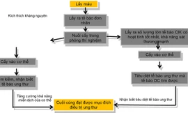 Quy trình điều trị miễn dịch tế bào