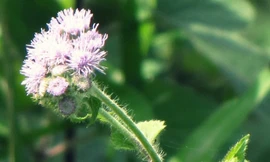 Hoa Ngũ Sắc - một trong những thảo dược chữa viêm xoang hiệu quả