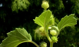 Thương Nhĩ Tử- dược liệu nên dùng cho mũi khi thay đổi thời tiết