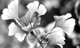 Bạch quả là vị thuốc quý được người Hoa sử dụng trong các món ăn có lợi cho sức khỏe