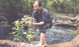 Phát hiện cây thuốc trên nhánh cây nhô ra giữa dòng suối 