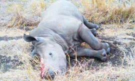 Tê giác, lời ai điếu