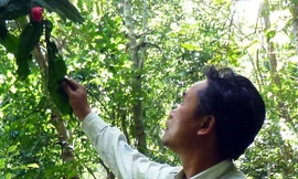 ThS Dũng khảo sát trà mi trong rừng