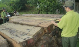 Gỗ tang vật được tạm giữ tại Hạt Kiểm lâm Dốc Kiền (Đông Giang). Ảnh: CTV