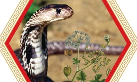 Cao rắn hổ mang - Vị thuốc quý dùng cho bệnh gai cột sống