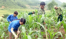 Giúp dân chăm sóc cây ngô
