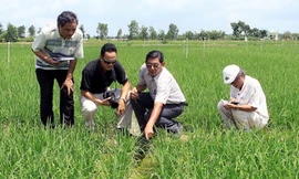 Xây dựng nông thôn mới từ lúa thơm, cảng biển