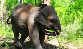 Thả voi sứt về rừng