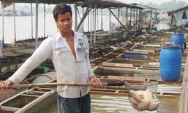 Cá chết tại bè nuôi cá của ông Trần Đức Cần ngày 3-1