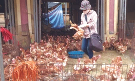 Gà thải Trung Quốc: Ổ bệnh di động