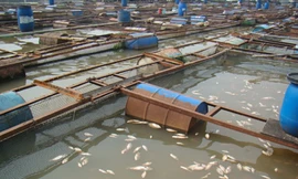 Cá nuôi bè trên sông Đồng Nai chết do nước thải công nghiệp gây ô nhiễm