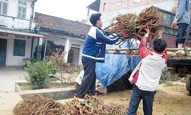 Giá dược liệu đông y đang tăng vùn vụt
