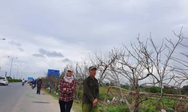 Đào vùng cao xuống phố thực chất được trồng trong vườn, không phải đào rừng