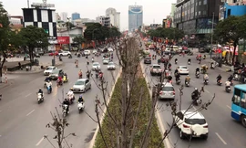 Sau 3 năm hàng phong trồng tại Hà Nội lá vẫn chưa đỏ
