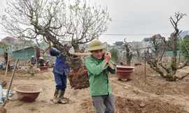 Mỗi ngày có người thu nhập tiền triệu từ việc gom đào thuê cho các chủ vườn ở Nhật Tân Hà Nội.