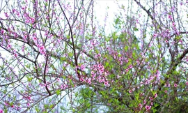 UBND huyện Vân Hồ đã xây dựng mẫu tem xác định nguồn gốc đào trồng của người dân - Ảnh: internet