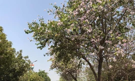 Đường hoa ban trắng đẹp mê mẩn ở ngoại thành Hà Nội