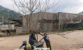 Sẽ dán tem cho đào về xuôi chơi Tết. Ảnh chụp tại Mộc Châu (Sơn La) cuối năm 2019.