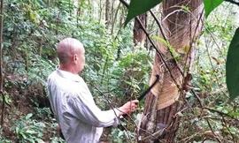 Hàng nghin cây thông trong vườn Quốc gia Tam Đảo bị cạo vỏ lấy nhựa