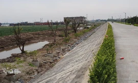 Hàng cây lâu năm trồng xâm phạm đê sông Đáy (địa phận tỉnh Ninh Bình).