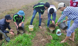 Hàng tấn thuốc diệt chuột cấm lưu hành đang được sử dụng ở TP Thanh Hóa