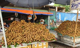 Nhãn tươi tràn xuống phố giữa dịch COVID-19