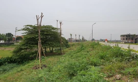 Ngang nhiên trồng hàng trăm cây lâu năm xâm phạm đê sông Đáy