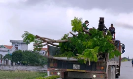 Số cây lâu năm được một người dân trồng xâm phạm đê sông Đáy đã được di dời
