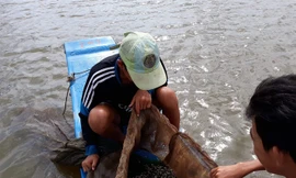 Người dân ở đầu nguồn bắt đầu khai thác ồ ạt cá linh non.