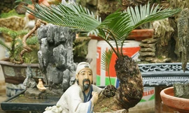 Vạn Tuế bon sai độc đáo chơi tết