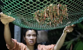 Nông dân vào mùa thu hoạch rươi