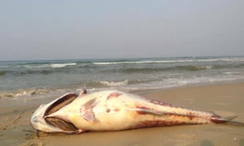 Thành lập đoàn chuyên gia độc lập tìm nguyên nhân cá chết