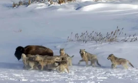 Bầy sói giết chết chú bò rừng bison trưởng thành.