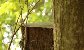 Công an xã lập chốt bảo vệ 3 cây sưa trăm tuổi ở Hà Nội