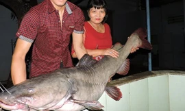 Cá lăng khủng mới bắt được tại sông Sêrêpốk.