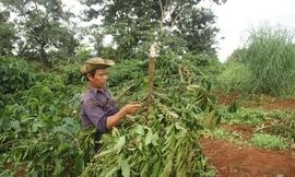 'Chết đứng' vì hàng trăm cây cà phê bị nhổ trộm, chặt phá
