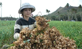 Nhà khoa học cảnh báo tỏi Lý Sơn bị tỏi voi Nhật Bản 'bóp chết'