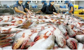 Cổ phiếu 'vua cá tra' Hùng Vương bị đưa vào diện kiểm soát