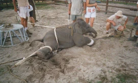 Sở thú ngược đãi động vật đến chết và sự thờ ơ của chính quyền