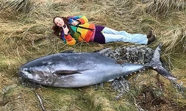 Con cá ngừ vây xanh dài khoảng hai mét. Ảnh: Fox News.