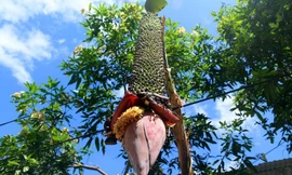 Buồng chuối 100 nải vẫn chưa dừng trổ hoa