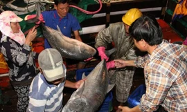 Cá bè quỵt của tàu ngư dân Lới đang được bán cho các thương lái tại Cảng cá Cửa Việt đêm 30/3. 