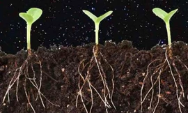 Dự án khoa học mới nhất của Trung Quốc là trồng khoai tây và nuôi côn trùng trên Mặt trăng.