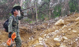 Săn loài ong 'đốt thần ngã ngửa', nghề trêu ngươi 'thần chết'