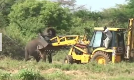 Voi mẹ ‘quyết đấu’ với xe ủi để bảo vệ con mắc kẹt dưới giếng