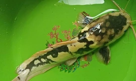 Cá trê được anh Hòa nuôi làm kiểng. Ảnh: Tân Duy.