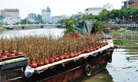 Hoa kiểng tấp nập lên phố Tây Đô, khoe sắc dịp cận Tết