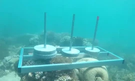 Thử thách lặn biển gây tranh cãi ở Cuộc đua kỳ thú. 