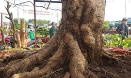 Đường kính gốc mai trên 30cm, bề hoành 110 cm, với đường kính tán mai lên đến 6m và cao khoảng 6m