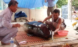 Ngư dân đưa xác cá voi về lăng làm lễ an táng.